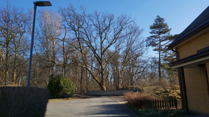 Eken med fl&auml;kt gren